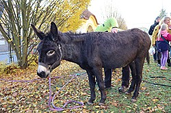 IMG_0184.JPG