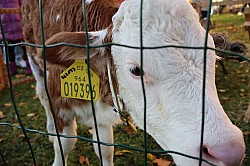 IMG_0201.JPG