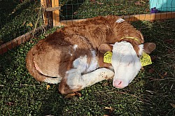 IMG_0436.JPG
